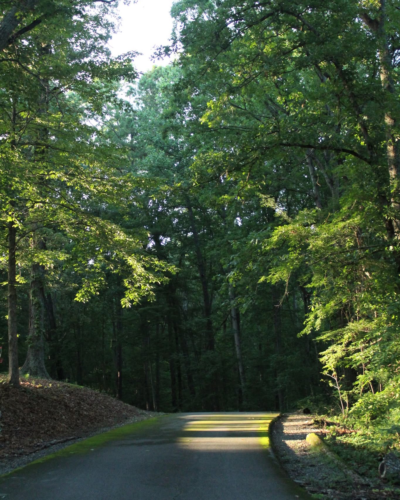 Tree-lined camp road